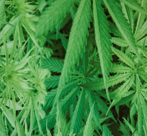 Ehukai Bottom - Clearance